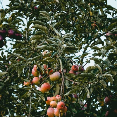 Workshop Fruit Snoeien