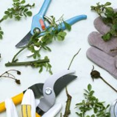 Workshop Natuurlijk snoeien