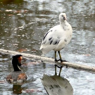Stadsvogels Griftpark