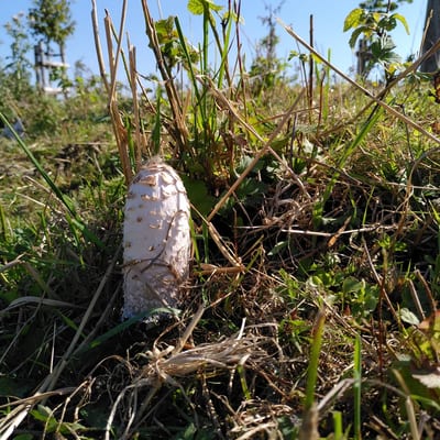 Workshop Paddenstoelen Bedden Opmaken