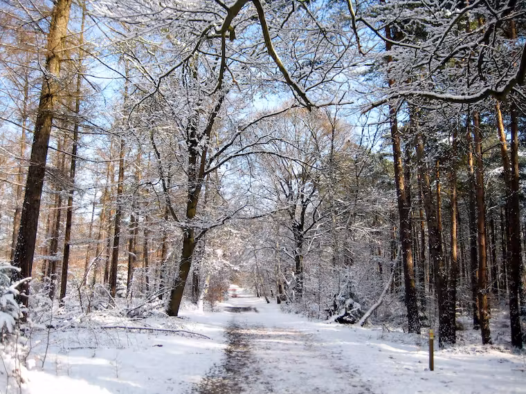 Winterwandeling Parkbos Beerschoten