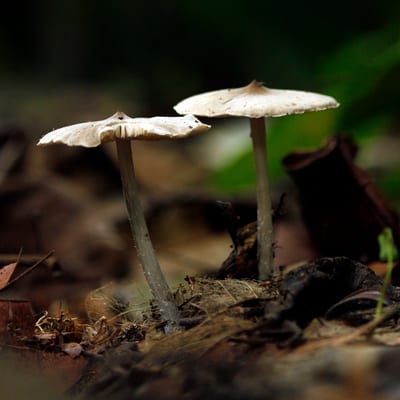 MEDICINALE PADDENSTOELEN PROEVERIJ