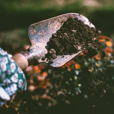 Leer tuinieren: oogsten uit de tuin
