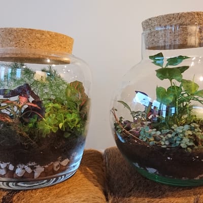 Ecosysteem creëren