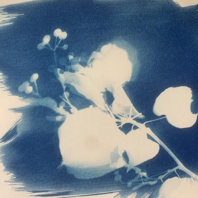 Workshop cyanotypie / blauwdrukken